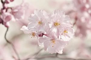 Japanese Cherry Blossom by Violetta Honkisz