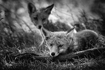 Young foxes in the wild by Jolanda Aalbers