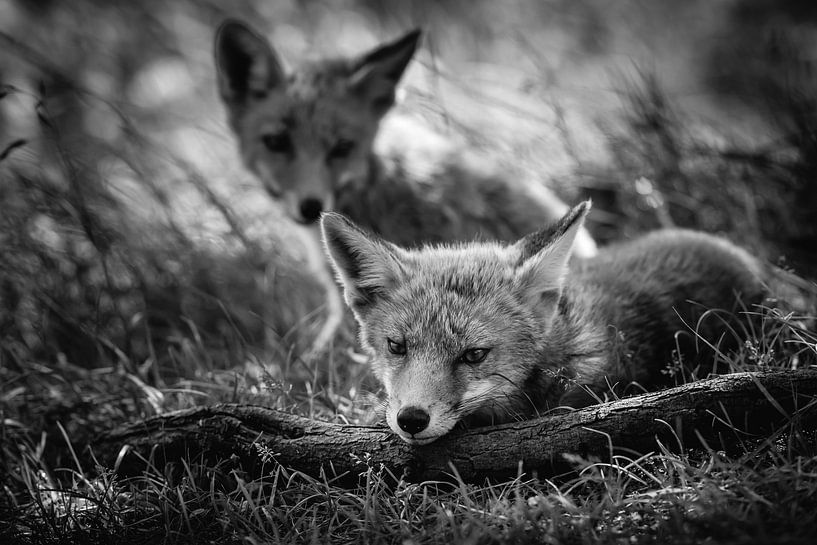 Jonge vosjes in het wild van Jolanda Aalbers