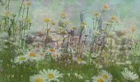 Des oies dans une pelouse pleine de marguerites