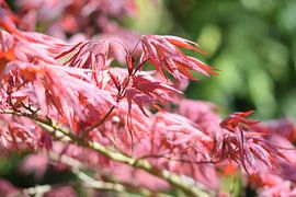 Japanese maple in spring