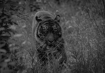 tigre rôdant dans les hautes herbes sur Wesley Klijnstra