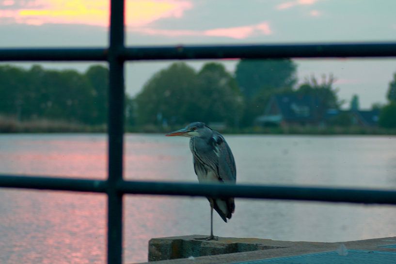 &quot;Heron on the Rotte&quot;. von Capture the Moment 010