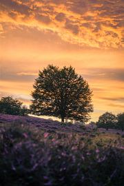 Arbre solitaire sur la lande en fleurs sur Edwin Mooijaart
