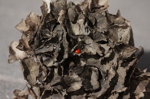 Une coccinelle dans l'hortensia