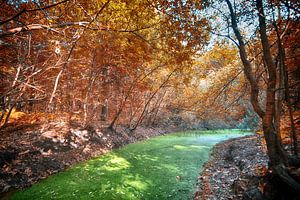 Forêt aux couleurs d'automne avec fossé vert sur Egon Zitter