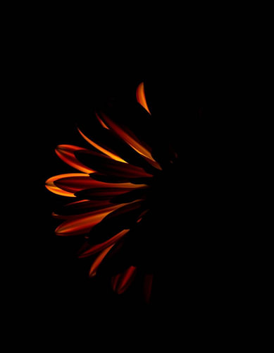 „Ember Chrysanthemum II“