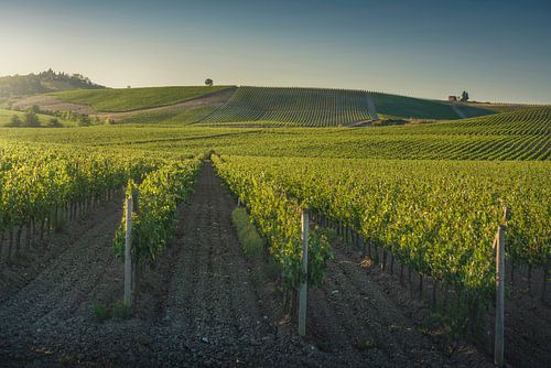 Wijngaarden bij zonsondergang. Castellina in Chianti, Toscane, Italië