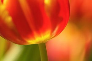 Abstract photograph of a red tulip