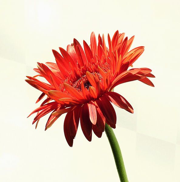 Oranje Gerbera 2 by Jonathan Kremer