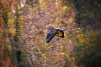 Buse dans l'air de l'automne