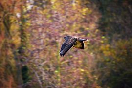 Buse dans l'air de l'automne sur Michael van Eijk