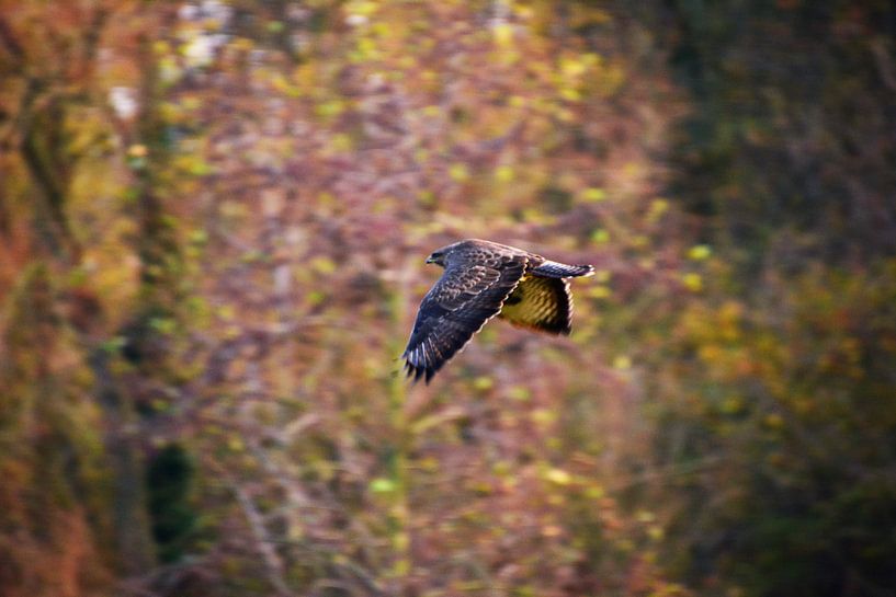 Buse dans l'air de l'automne par Michael van Eijk