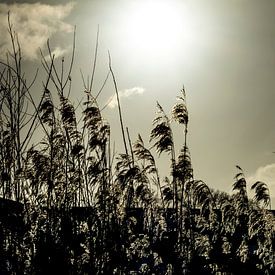 Reed under the wintersun by Jan van der Knaap