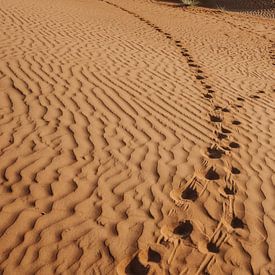 Kameelsporen in Sharqiyyah Sands - Oman van Awander