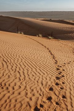 Kameelsporen in Sharqiyyah Sands - Oman van Awander