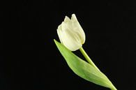 Witte tulp von Marieke Borst Miniaturansicht