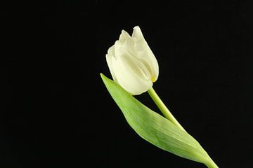 Witte tulp van Marieke Borst