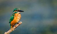 Kingfisher