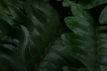 Fern closeup by Joran Quinten