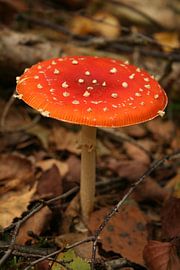 Rood met witte stippen 1 von Marianne van der Bent
