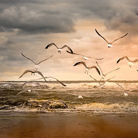 fliegende Möwen über den Strand von Marinus Engbers