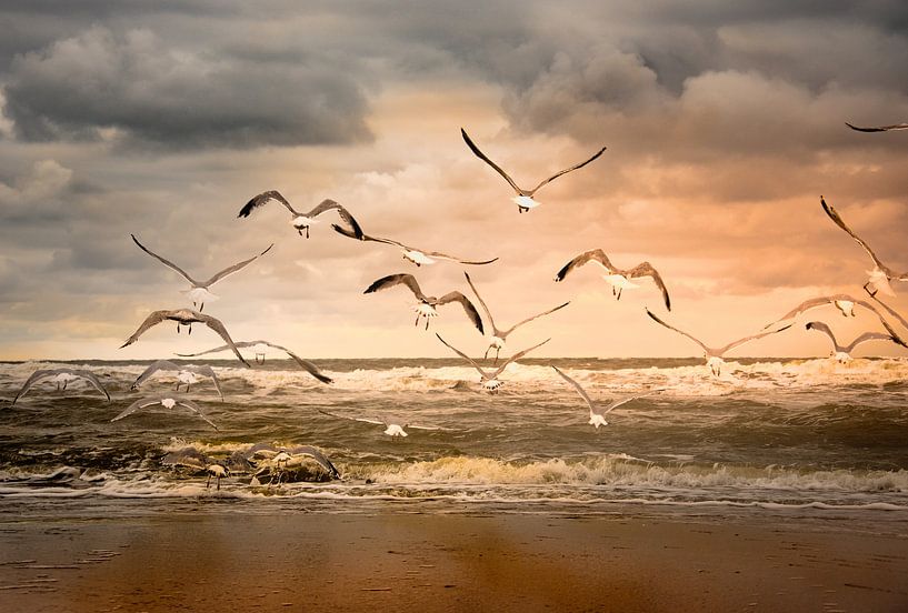vliegende zeemeeuwen over het strand van Marinus Engbers