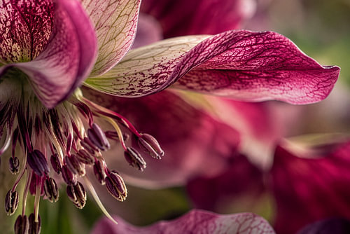 Structure délicate des fleurs