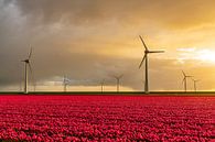 Red tulips in a field with wind turbines in the background by Sjoerd van der Wal Photography thumbnail