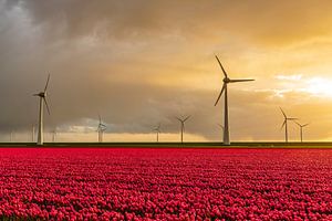 Rote Tulpen auf einem Feld mit Windrädern im Hintergrund