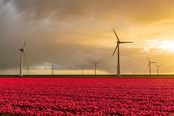 Rode tulpen in een veld met windturbines op de achtergrond van Sjoerd van der Wal