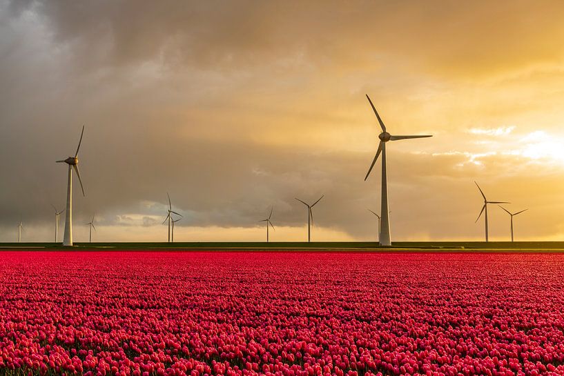 Red tulips in a field with wind turbines in the background by Sjoerd van der Wal Photography