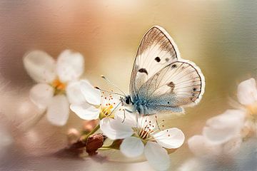 Schmetterling - szenisch von Joriali