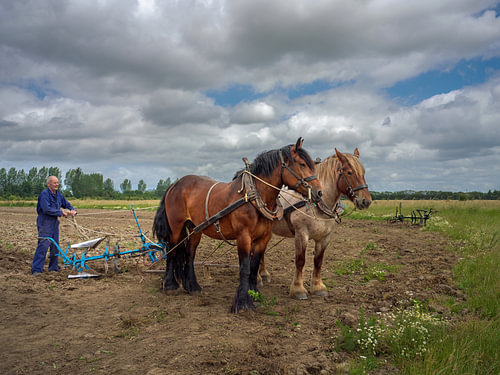 Cheval de trait de Zélande