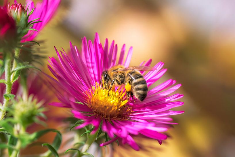 Macro d'une abeille sur une fleur d'aster par ManfredFotos