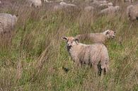Schafe im Moor von Klaartje Majoor Miniaturansicht