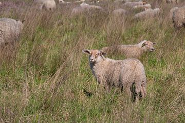 des moutons dans la lande