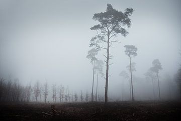 bomen in de mist van Joost Berndes