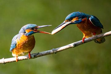 Fischtransfer Eisvögel von Hans van Lierop