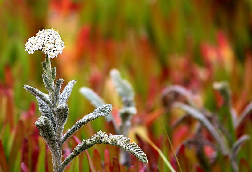 Feld der Farbe von erikaktus gurun