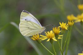 Vlinder van t de bruin