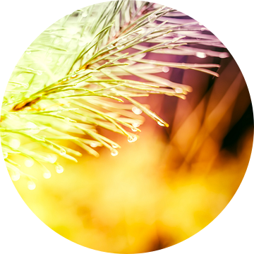 Een twijg van een spar, vol met waterdruppels, abstract uitgevoerd met gele en paarse kleuren.