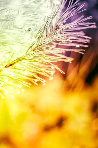 Een twijg van een spar, vol met waterdruppels, abstract uitgevoerd met gele en paarse kleuren.