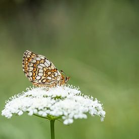 Woodland fritillary (Melitaea athalia) by Marcel de Groot