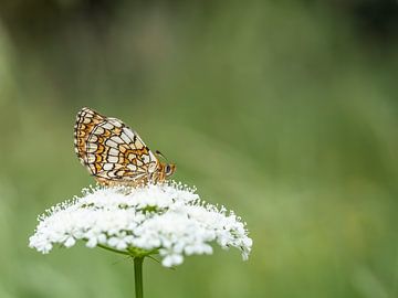 Bosparelmoervlinder (Melitaea athalia) van Marcel de Groot