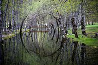 Reflet circulaire des arbres dans l'eau. par Adri Vollenhouw Aperçu