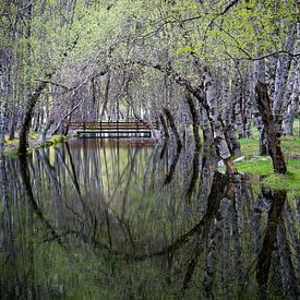 Cirkelvormige weerspiegeling van bomen in het water. van Adri Vollenhouw