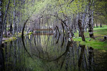 Reflet circulaire des arbres dans l'eau. sur Adri Vollenhouw