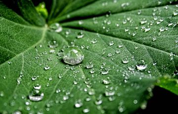 Drupple sur Christine Janse