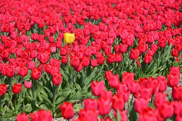 de gele tulp van appie bonis